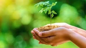 Hands holding a tree